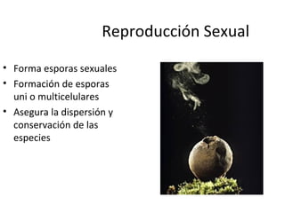 Reproducción Sexual 
• Forma esporas sexuales 
• Formación de esporas 
uni o multicelulares 
• Asegura la dispersión y 
conservación de las 
especies 
 