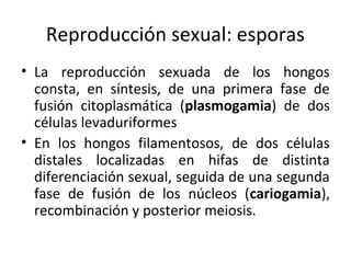 Reproducción sexual: esporas 
• La reproducción sexuada de los hongos 
consta, en síntesis, de una primera fase de 
fusión citoplasmática (plasmogamia) de dos 
células levaduriformes 
• En los hongos filamentosos, de dos células 
distales localizadas en hifas de distinta 
diferenciación sexual, seguida de una segunda 
fase de fusión de los núcleos (cariogamia), 
recombinación y posterior meiosis. 
 