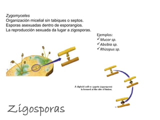 Ejemplos: 
Mucor sp. 
Absibia sp. 
Rhizopus sp. 
Zygomycetes 
Organización micelial sin tabiques o septos. 
Esporas asexuadas dentro de esporangios. 
La reproducción sexuada da lugar a zigosporas. 
 