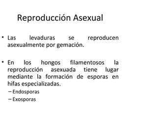 Reproducción Asexual 
• Las levaduras se reproducen 
asexualmente por gemación. 
• En los hongos filamentosos la 
reproducción asexuada tiene lugar 
mediante la formación de esporas en 
hifas especializadas. 
– Endosporas 
– Exosporas 
 