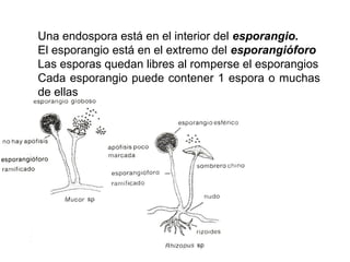 Una endospora está en el interior del esporangio. 
El esporangio está en el extremo del esporangióforo 
Las esporas quedan libres al romperse el esporangios 
Cada esporangio puede contener 1 espora o muchas 
de ellas 
 
