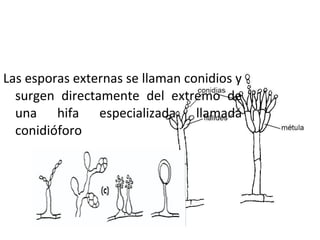 Las esporas externas se llaman conidios y 
surgen directamente del extremo de 
una hifa especializada llamada 
conidióforo 
 