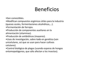 Beneficios 
•Son comestibles. 
•Modifican compuestos orgánicos útiles para la industria 
(quesos azules, fermentaciones alcohólicas,...). 
•Fermentación de forrajes. 
•Producción de componentes auxiliares en la 
alimentación (vitaminas). 
•Producción de antibióticos (mayores). 
•Usos de investigación, sobre todo en genética (son 
unicelulares, así que se usan para hacer cultivos 
celulares). 
•Control biológico de plagas (usando esporas de hongos 
entomopatógenos, que sólo afectan a los insectos). 
 