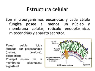 Estructura celular 
Son microorganismos eucariotas y cada célula 
fúngica posee al menos un núcleo y 
membrana celular, retículo endoplásmico, 
mitocondrias y aparato secretor. 
Pared celular rígida 
formada por polisacáridos 
(quitina, celulosa), 
polipéptidos 
Principal esterol de la 
membrana plasmática: 
ergosterol 
 