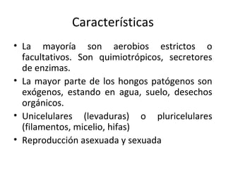 Características 
• La mayoría son aerobios estrictos o 
facultativos. Son quimiotrópicos, secretores 
de enzimas. 
• La mayor parte de los hongos patógenos son 
exógenos, estando en agua, suelo, desechos 
orgánicos. 
• Unicelulares (levaduras) o pluricelulares 
(filamentos, micelio, hifas) 
• Reproducción asexuada y sexuada 
 