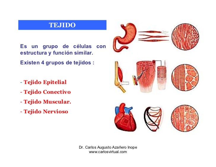 Resultado de imagen para HistologÃa de los tejidos epiteliales y nerviosas