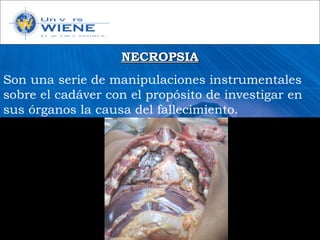 NECROPSIANECROPSIA
Son una serie de manipulaciones instrumentales
sobre el cadáver con el propósito de investigar en
sus órganos la causa del fallecimiento.
 