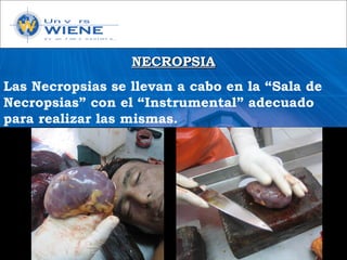 NECROPSIANECROPSIA
Las Necropsias se llevan a cabo en la “Sala de
Necropsias” con el “Instrumental” adecuado
para realizar las mismas.
 