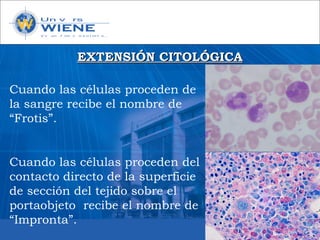EXTENSIÓN CITOLÓGICAEXTENSIÓN CITOLÓGICA
Cuando las células proceden de
la sangre recibe el nombre de
“Frotis”.
Cuando las células proceden del
contacto directo de la superficie
de sección del tejido sobre el
portaobjeto recibe el nombre de
“Impronta”.
 