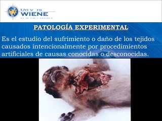 PATOLOGÍA EXPERIMENTALPATOLOGÍA EXPERIMENTAL
Es el estudio del sufrimiento o daño de los tejidos
causados intencionalmente por procedimientos
artificiales de causas conocidas o desconocidas.
 