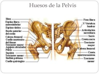 Huesos de la Pelvis
 