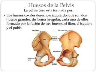 Huesos de la Pelvis
La pelvis ósea esta formada por:
 Los huesos coxales derecho e izquierdo, que son dos
huesos grandes, de forma irregular, cada uno de ellos
formado por la fusión de tres huesos: el ilion, el isquion
y el pubis.
 