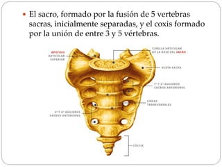  El sacro, formado por la fusión de 5 vertebras
sacras, inicialmente separadas, y el coxis formado
por la unión de entre 3 y 5 vértebras.
 