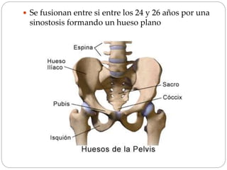  Se fusionan entre si entre los 24 y 26 años por una
sinostosis formando un hueso plano
 