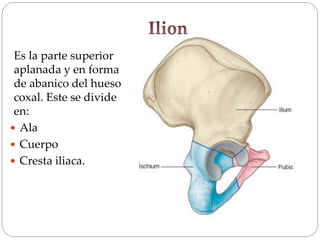 Es la parte superior
aplanada y en forma
de abanico del hueso
coxal. Este se divide
en:
 Ala
 Cuerpo
 Cresta iliaca.
 