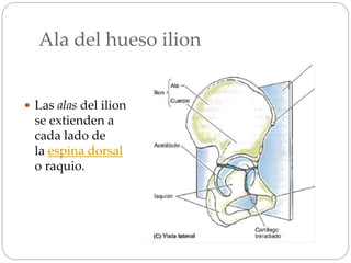 Ala del hueso ilion
 Las alas del ilion
se extienden a
cada lado de
la espina dorsal
o raquio.
 