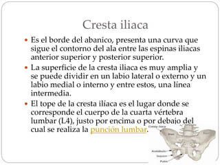 Cresta iliaca
 Es el borde del abanico, presenta una curva que
sigue el contorno del ala entre las espinas iliacas
anterior superior y posterior superior.
 La superficie de la cresta iliaca es muy amplia y
se puede dividir en un labio lateral o externo y un
labio medial o interno y entre estos, una línea
intermedia.
 El tope de la cresta ilíaca es el lugar donde se
corresponde el cuerpo de la cuarta vértebra
lumbar (L4), justo por encima o por debajo del
cual se realiza la punción lumbar.
 