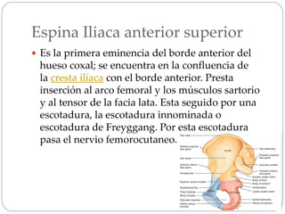 Espina Iliaca anterior superior
 Es la primera eminencia del borde anterior del
hueso coxal; se encuentra en la confluencia de
la cresta ilíaca con el borde anterior. Presta
inserción al arco femoral y los músculos sartorio
y al tensor de la facia lata. Esta seguido por una
escotadura, la escotadura innominada o
escotadura de Freyggang. Por esta escotadura
pasa el nervio femorocutaneo.
 