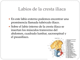 Labios de la cresta iliaca
 En este labio externo podemos encontrar una
prominencia llamada tubérculo iliaco.
 Sobre el labio interno de la cresta ilíaca se
insertan los músculos transverso del
abdomen, cuadrado lumbar, sacroespinal y
el psoasilíaco.
 