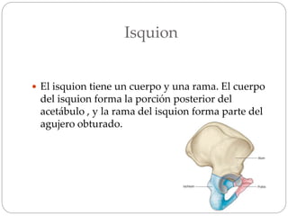 Isquion
 El isquion tiene un cuerpo y una rama. El cuerpo
del isquion forma la porción posterior del
acetábulo , y la rama del isquion forma parte del
agujero obturado.
 