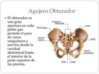 Agujero Obturador
 El obturador es
una gran
apertura en cada
pubis que
permite el paso
de vasos
sanguíneos y
nervios desde la
cavidad
abdominal hasta
el interior de la
parte superior de
las piernas.
 