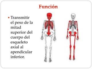  Transmitir
el peso de la
mitad
superior del
cuerpo del
esqueleto
axial al
apendicular
inferior.
 
