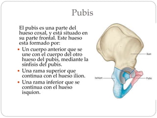 Pubis
El pubis es una parte del
hueso coxal, y está situado en
su parte frontal. Este hueso
esta formado por:
 Un cuerpo anterior que se
une con el cuerpo del otro
hueso del pubis, mediante la
sínfisis del pubis.
 Una rama superior que
continua con el hueso ilion.
 Una rama inferior que se
continua con el hueso
isquion.
 