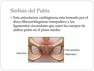 Sinfisis del Pubis
 Esta articulacion cartilaginosa esta formada por el
disco fibrocartilaginoso interpubico y los
ligamentos circundates que unen los cuerpos de
ambos pubis en el plano medio.
 