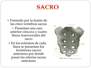  Formado por la fusión de
las cinco vertebras sacras
 Presentan una cara
anterior cóncava y cuatro
líneas transversales del
sacro
 En los extremos de cada
línea se presentan los
forámenes sacros
anteriores por donde
pasan las arterias sacras
anteriores
 