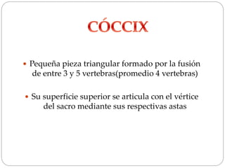  Pequeña pieza triangular formado por la fusión
de entre 3 y 5 vertebras(promedio 4 vertebras)
 Su superficie superior se articula con el vértice
del sacro mediante sus respectivas astas
 