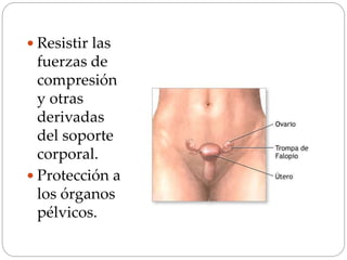  Resistir las
fuerzas de
compresión
y otras
derivadas
del soporte
corporal.
 Protección a
los órganos
pélvicos.
 