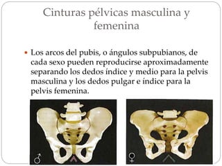Cinturas pélvicas masculina y
femenina
 Los arcos del pubis, o ángulos subpubianos, de
cada sexo pueden reproducirse aproximadamente
separando los dedos índice y medio para la pelvis
masculina y los dedos pulgar e índice para la
pelvis femenina.
 