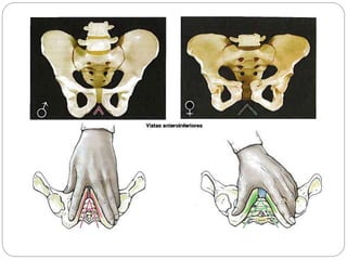 Hueso de la pelvis 