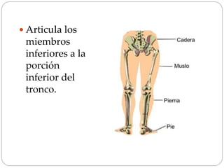  Articula los
miembros
inferiores a la
porción
inferior del
tronco.
 