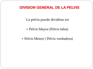 La pelvis puede dividirse en:
 Pelvis Mayor (Pelvis falsa)
 Pelvis Menor ( Pelvis verdadera)
DIVISION GENERAL DE LA PELVIS
 