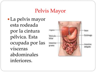 Pelvis Mayor
La pelvis mayor
esta rodeada
por la cintura
pélvica. Esta
ocupada por las
vísceras
abdominales
inferiores.
 