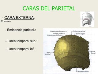 Anatomía Clase 1. Introducción. | PPTX