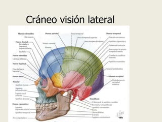 Cráneo visión lateral
 