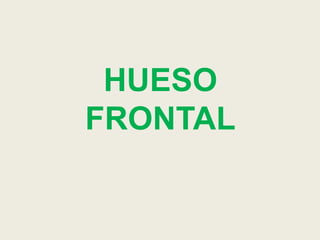 HUESO
FRONTAL
 