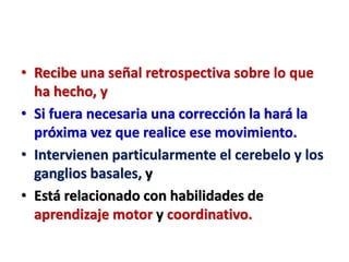 • Recibe una señal retrospectiva sobre lo que
ha hecho, y
• Si fuera necesaria una corrección la hará la
próxima vez que realice ese movimiento.
• Intervienen particularmente el cerebelo y los
ganglios basales, y
• Está relacionado con habilidades de
aprendizaje motor y coordinativo.
 
