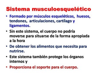 Sistema musculoesquelético
• Formado por músculos esqueléticos, huesos,
tendones, articulaciones, cartílago y
ligamentos.
• Sin este sistema, el cuerpo no podría
moverse para situarse de la forma apropiada
a la hora
• De obtener los alimentos que necesita para
nutrirse.
• Este sistema también protege los órganos
internos y
• Proporciona el soporte para el cuerpo.
 