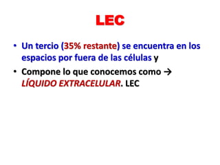 LEC
• Un tercio (35% restante) se encuentra en los
espacios por fuera de las células y
• Compone lo que conocemos como →
LÍQUIDO EXTRACELULAR. LEC
 