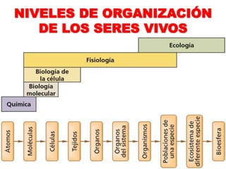 NIVELES DE ORGANIZACIÓN
DE LOS SERES VIVOS
 