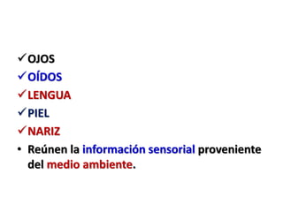 OJOS
OÍDOS
LENGUA
PIEL
NARIZ
• Reúnen la información sensorial proveniente
del medio ambiente.
 