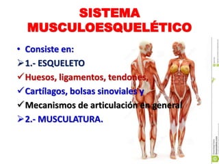 SISTEMA
MUSCULOESQUELÉTICO
• Consiste en:
1.- ESQUELETO
Huesos, ligamentos, tendones,
Cartílagos, bolsas sinoviales y
Mecanismos de articulación en general
2.- MUSCULATURA.
 