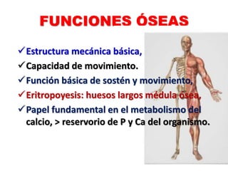 FUNCIONES ÓSEAS
Estructura mecánica básica,
Capacidad de movimiento.
Función básica de sostén y movimiento,
Eritropoyesis: huesos largos médula ósea,
Papel fundamental en el metabolismo del
calcio, ˃ reservorio de P y Ca del organismo.
 