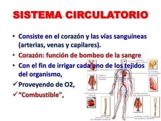 SISTEMA CIRCULATORIO
• Consiste en el corazón y las vías sanguíneas
(arterias, venas y capilares).
• Corazón: función de bombeo de la sangre
• Con el fin de irrigar cada uno de los tejidos
del organismo,
Proveyendo de O2,
“Combustible",
 