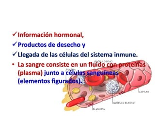 Información hormonal,
Productos de desecho y
Llegada de las células del sistema inmune.
• La sangre consiste en un fluido con proteínas
(plasma) junto a células sanguíneas
(elementos figurados).
 