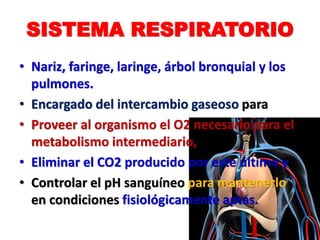 SISTEMA RESPIRATORIO
• Nariz, faringe, laringe, árbol bronquial y los
pulmones.
• Encargado del intercambio gaseoso para
• Proveer al organismo el O2 necesario para el
metabolismo intermediario,
• Eliminar el CO2 producido por este último y
• Controlar el pH sanguíneo para mantenerlo
en condiciones fisiológicamente aptas.
 