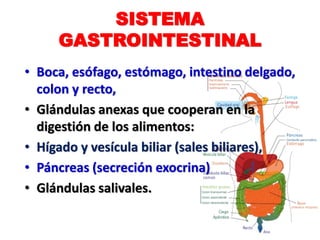 SISTEMA
GASTROINTESTINAL
• Boca, esófago, estómago, intestino delgado,
colon y recto,
• Glándulas anexas que cooperan en la
digestión de los alimentos:
• Hígado y vesícula biliar (sales biliares),
• Páncreas (secreción exocrina)
• Glándulas salivales.
 